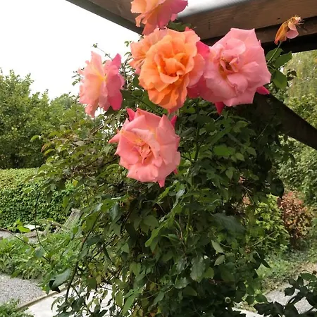 The Rose * Brummen